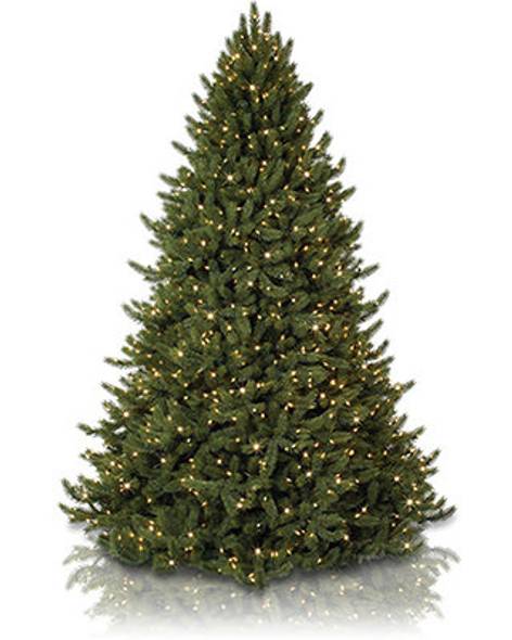Vermont White Spruce Tree- child-1
